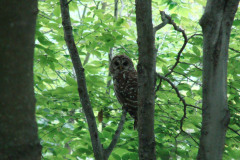 Barred-Owl-Mahicans