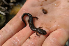 Northern-Dusky-Salamander-3-Massawippi